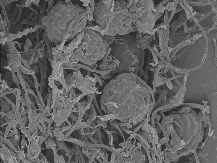 Ophiocordyceps brunneirubra